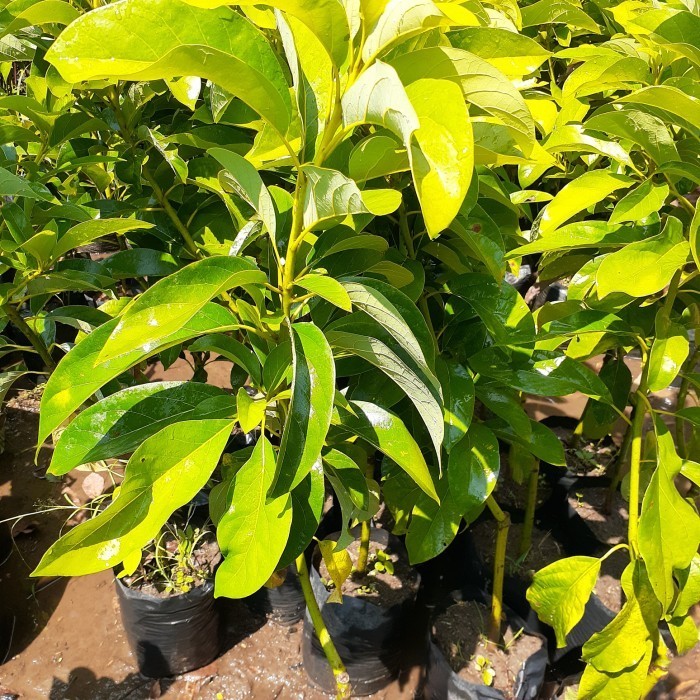 BIBIT ALPUKAT MIKI DEPOK TINGGI 1 METER ASLI