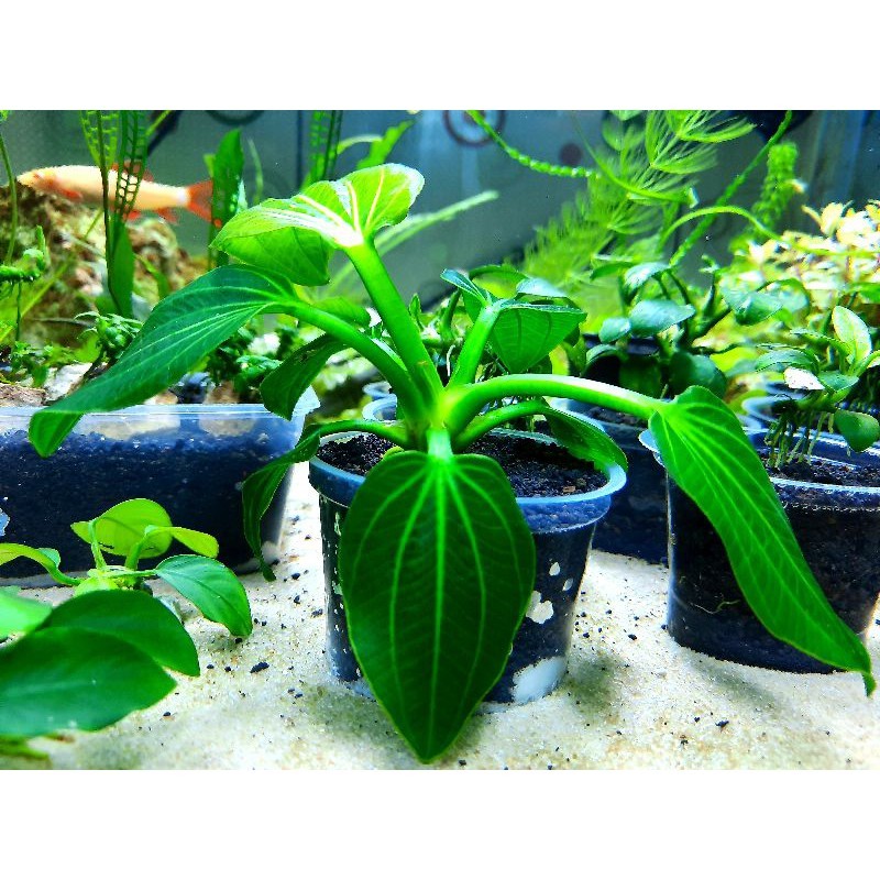 echinodorus iguazu 2009 - Anugrah Megah