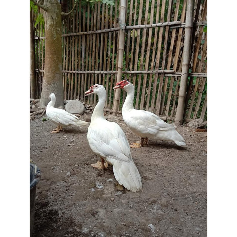 TELUR FERTIL MENTOK JUMBO LEHER PANJANG UNTUK DI TETASKAN