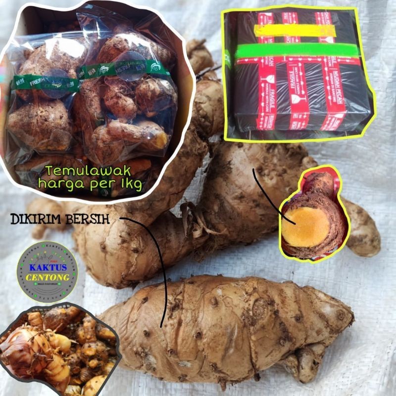 

Temulawak segar organik temu lawak di ambil dari alam fresh TERLARIS