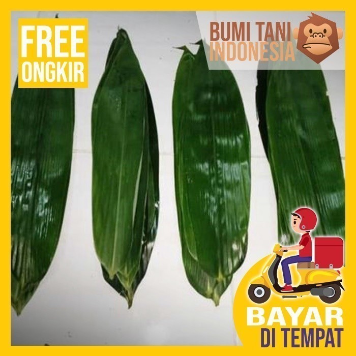 

daun bambu segar daun bakcang besar/sedang/kecil