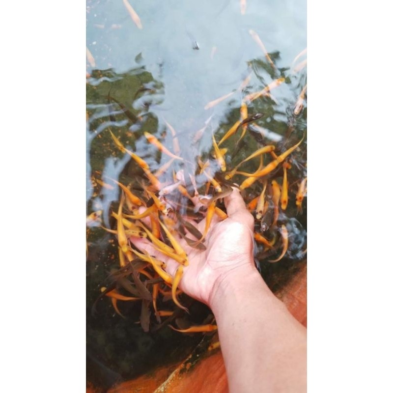 PRODUK GACOR Ikan Terapi nilem Lemon Isi 100 ekor