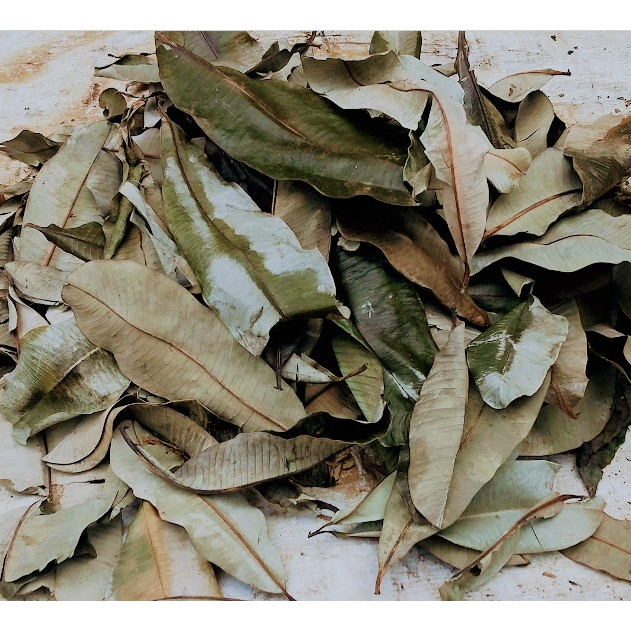 

Daun Lame Kering Organik / Daun Pule Kering Alami