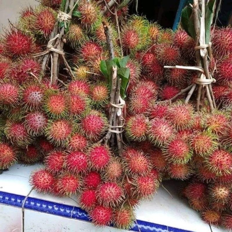 

Rambutan Binjai 1 Kg Fresh Manis Daging Tebal - BEST Fresh Food