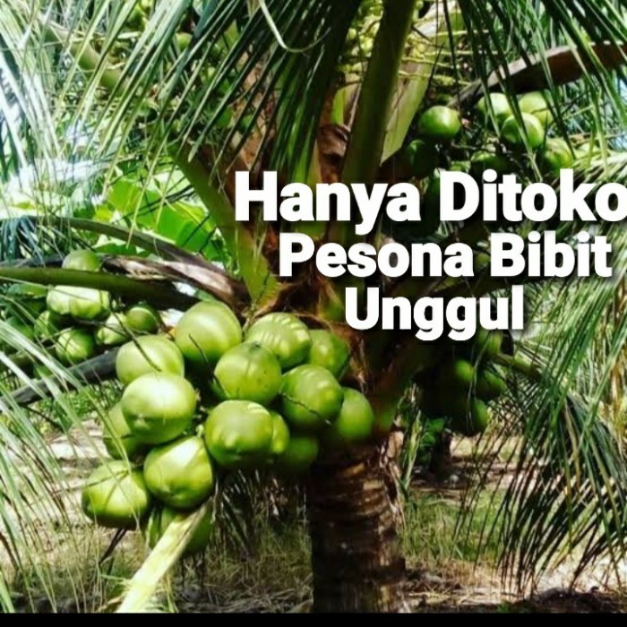 Bibit Kelapa Dwarf Unggulan/ Kelapa Dwarf Genjah Super