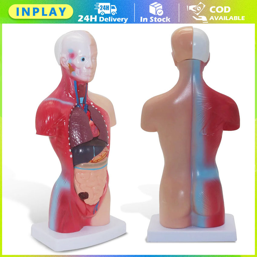 Mainan Rakitan Model Kerangka Manusia Kerangka Manusia Model Alat Peraga Edukatif Torso Anatomi Tubu