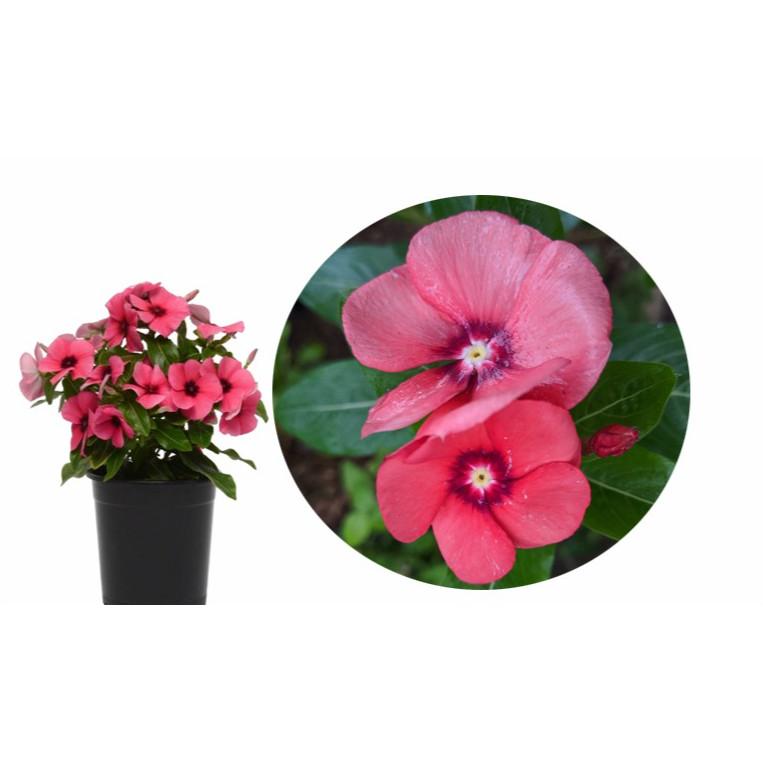 Tanaman Bunga Vinca Tatto Pink (Catharanthus roseus )