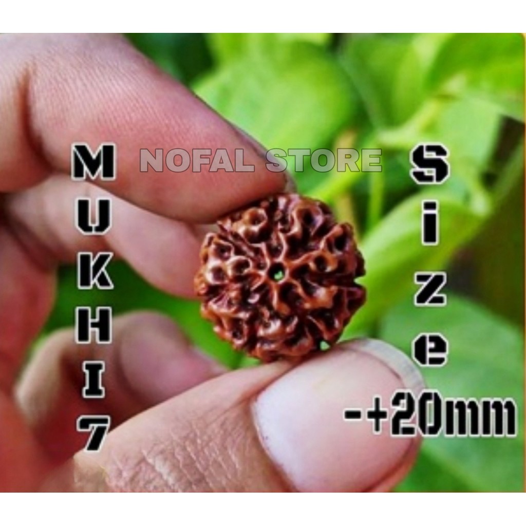 JENITRI RUDRAKSHA MUKHI ATAU GARIS 7 MUKHI 7 SIZE -+20MM