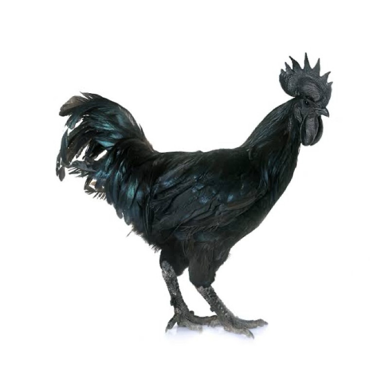 

TELUR FERTIL AYAM CEMANI LH UNTUK DI TETASKAN