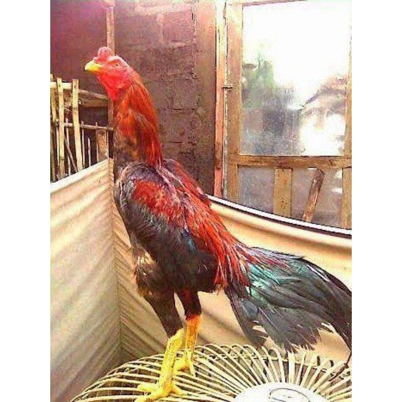 

TELUR BANGKOK RAJA FRESH FERTIL