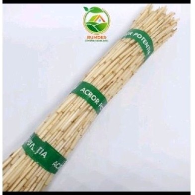 

Akar Alang alang sgar 500 gr' Akar Ilalang brsih