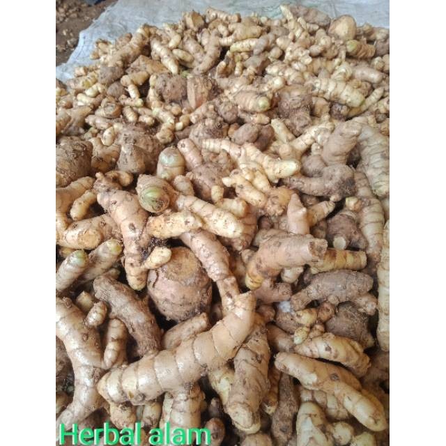 

Kunyit putih/temu putih(curcuma zedoaria) 250 gram ready .
