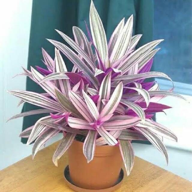 

Tradescantia spathacea rhoeo tricolor . .