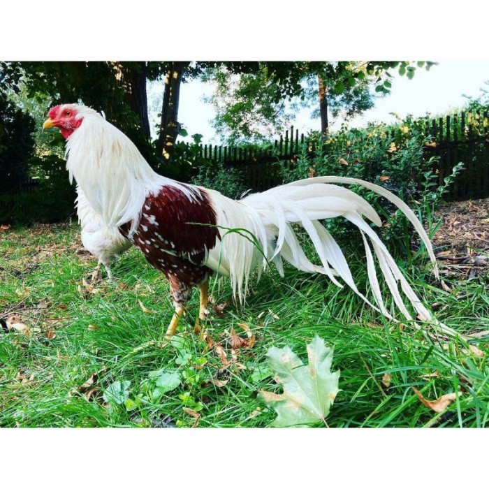 

Telur ayam hias yokohama fertil siap ditetaskan Langsung