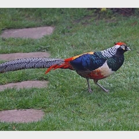 

Telur ayam hias ringneck lady red amherst pheasant fertil asli