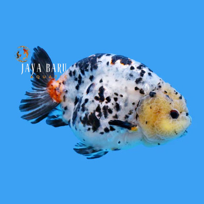Dekorasi aquarium Mini Cow / Ranchu Sapi Jumbo / Sapi Air / Ranchu Jumbo Sapi Calico 6-8cm Grade AAA