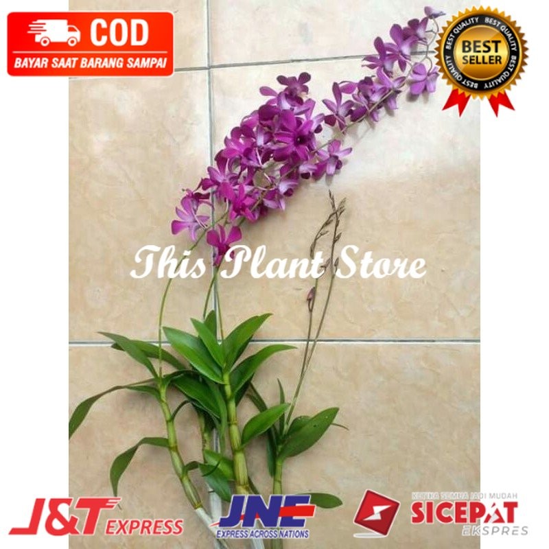 anggrek dendrobium bantimurung