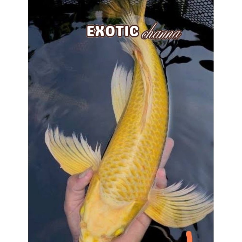 perlengkapan kolam Ikan Koi Yamabuki Ogon Slayer  15-17 cm longfin hias kolam hiasan aquarium tankma