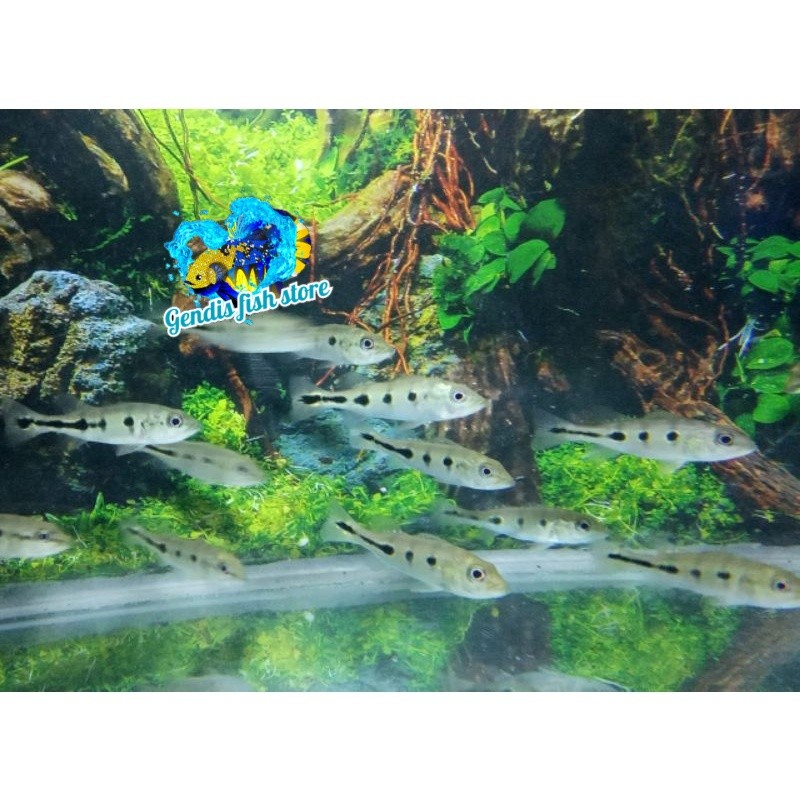 Tankmate aquarium pbass orinoco pure 5/7 cm berkualitas