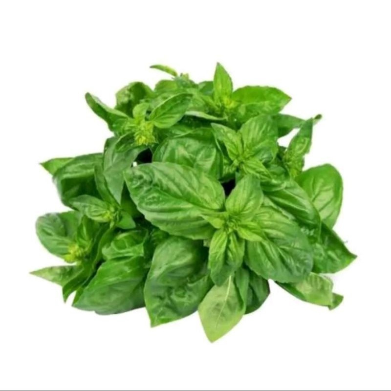 

daun kemangi/ surawung kualitas fresh - BEST Fresh Food