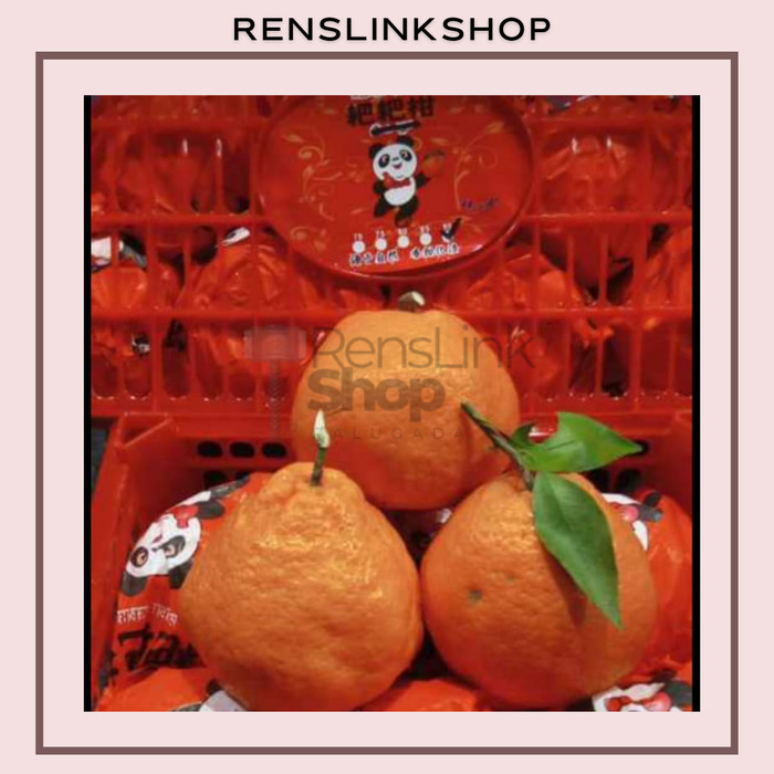 

Jeruk Dekopon / Jeruk Mandarin