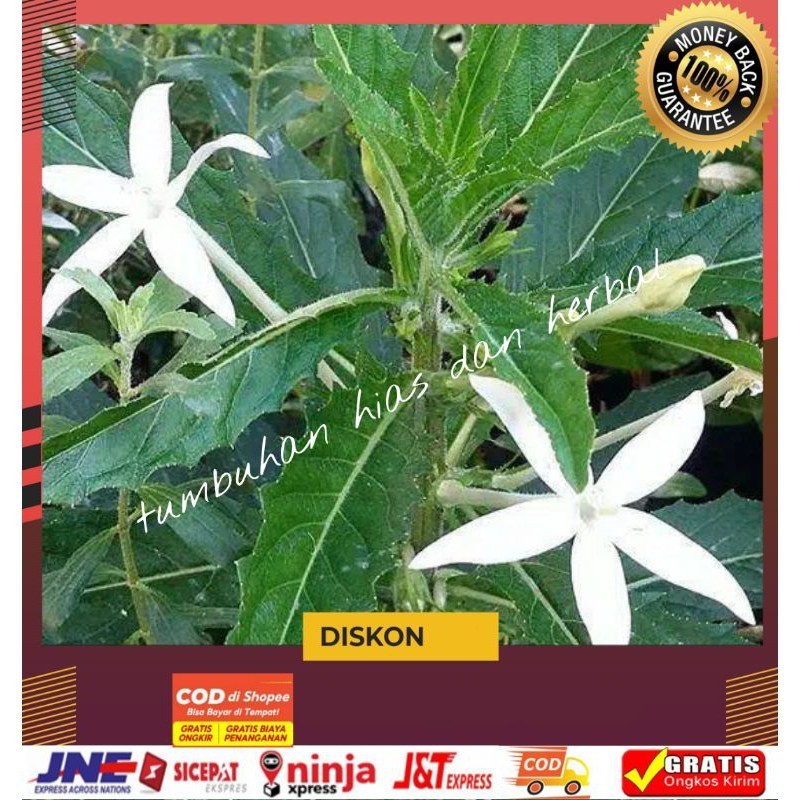 

kitolod/daun kitolod obat herbal/daun kitolod segar 100gram organik siap petik