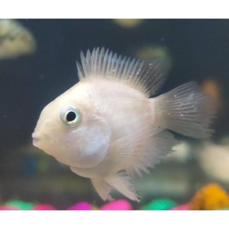 Hiasan Aquarium Ikan Platinum Polar