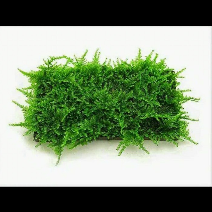 Moss Mini Christmas Lempeng / Tanaman Aquascape Aquarium