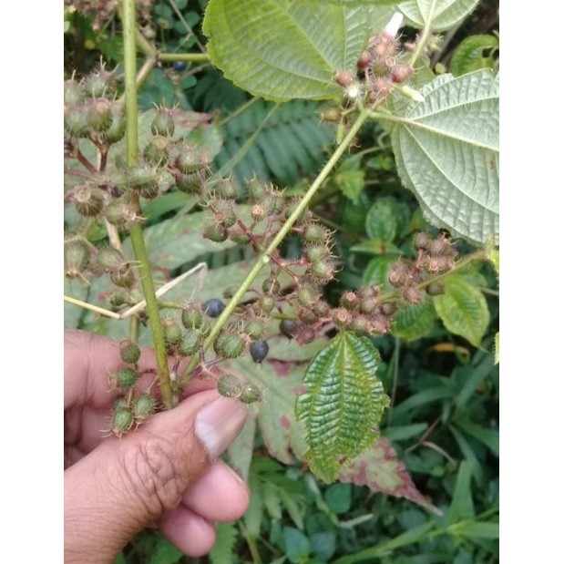 

bisa COD Buah senggani bulu 100 gram cod .