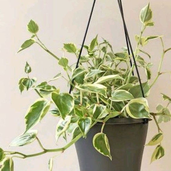( BISA COD ) Tanaman Hias Gantung Peperomia Scandens Varigata / Bunga Peperomia Scanden Moonlight