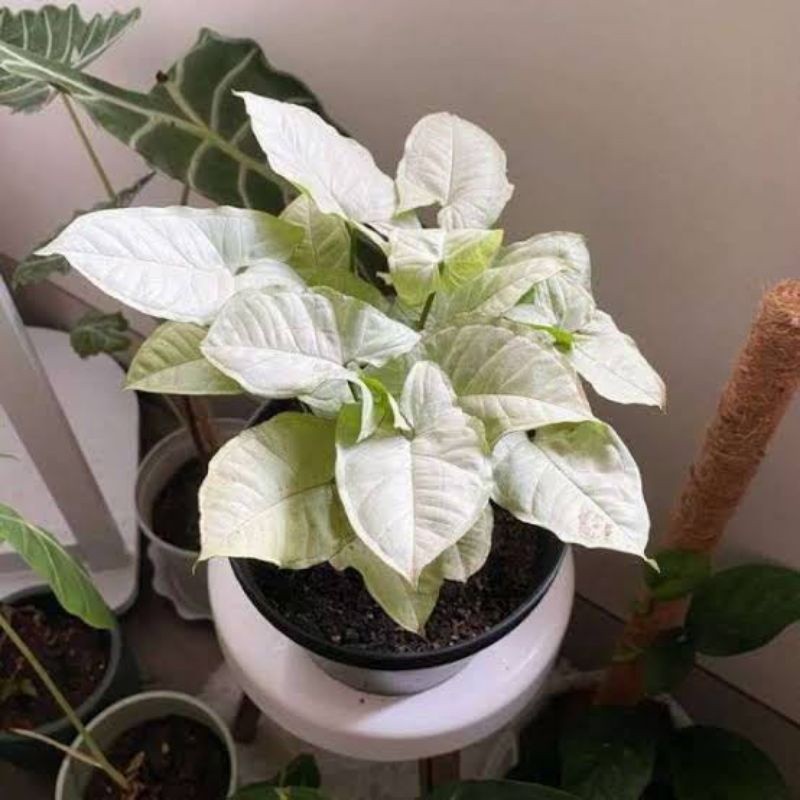 ( BISA COD ) Tanaman Hias Syngonium Putih Salju Mini / Singonium Putih Mini / Bunga Hias Singonium S