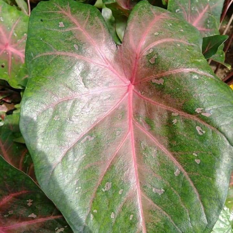 Promo umbi keladi spider per KG - bonggol