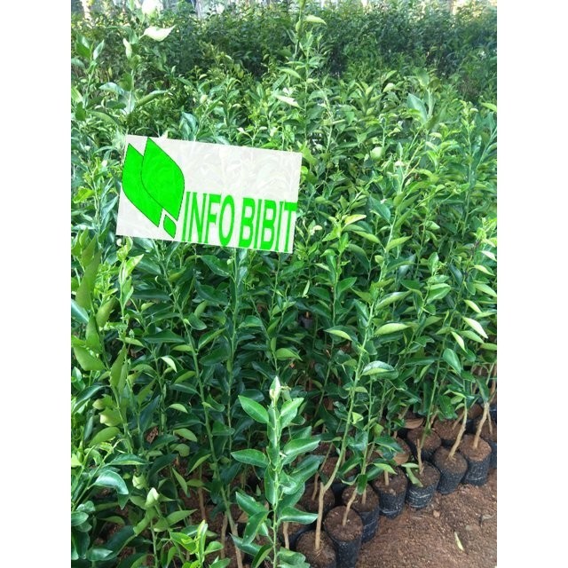 ASLI Bibit Jeruk Nipis Bibit Tanaman Jeruk Nipis Okulasi  siap tanam