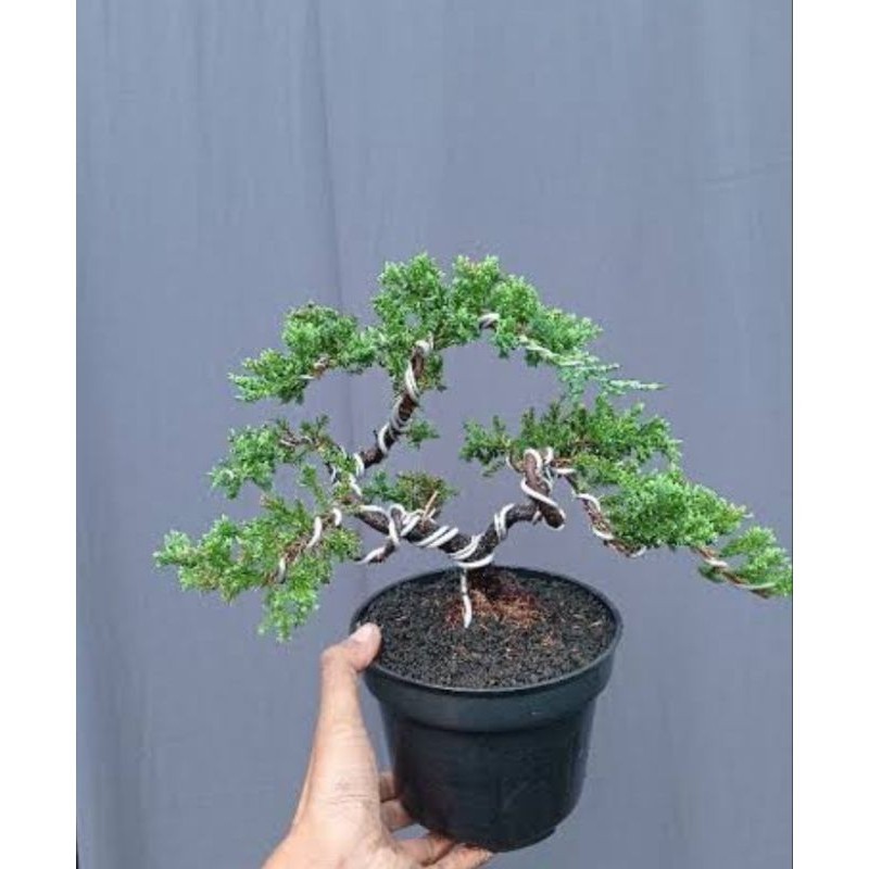 CEMARA BUAYA BONSAI/CEMARA BAJUL