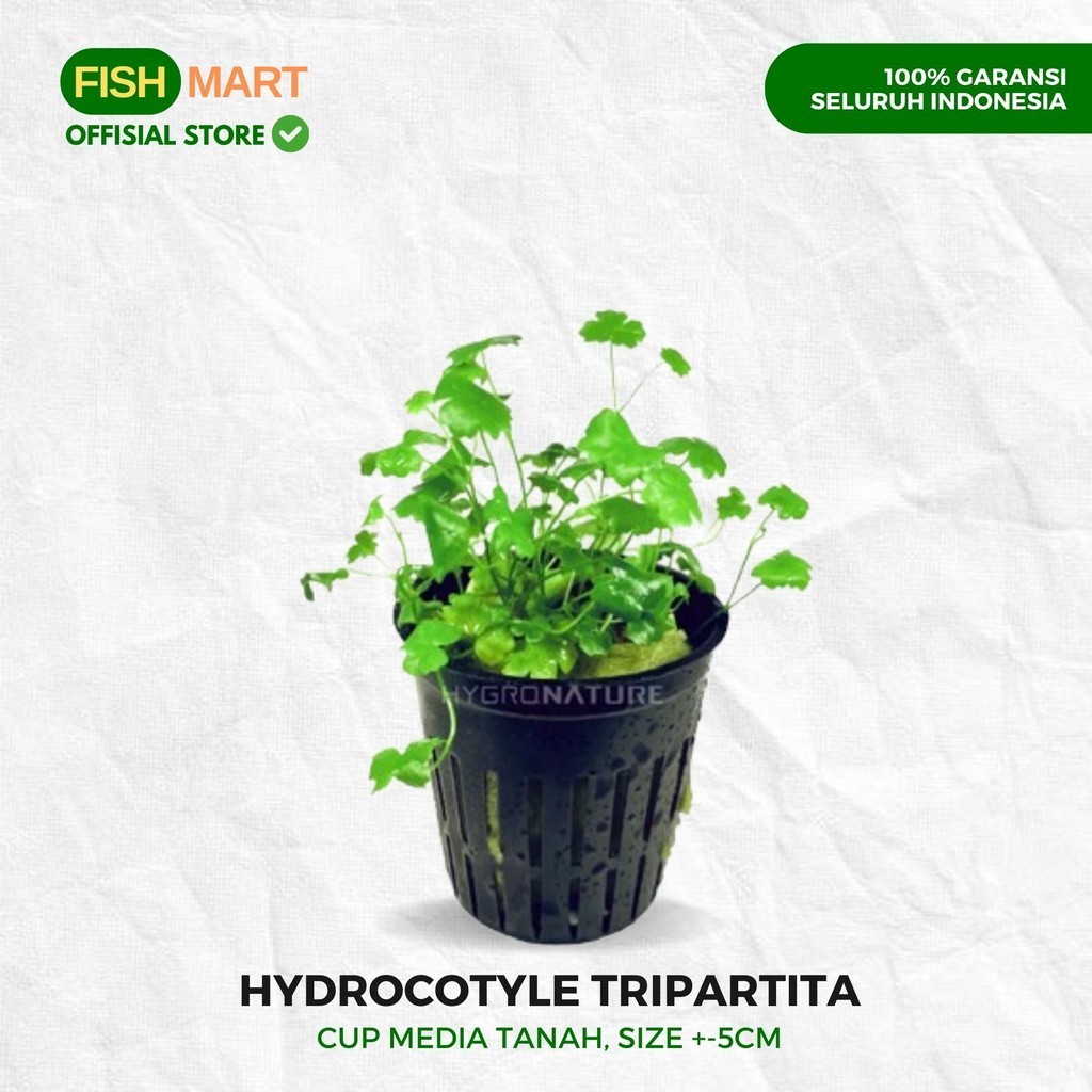 Hydrocotyle Tripartita Tanaman Tumbuhan Karpet carpet Aquascape Tanpa Low Co2 Aquarium Akuarium Chan