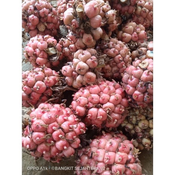 

promo asam cekala / asam cikala / asam patikala / buah kecombrang / cekala 500grm