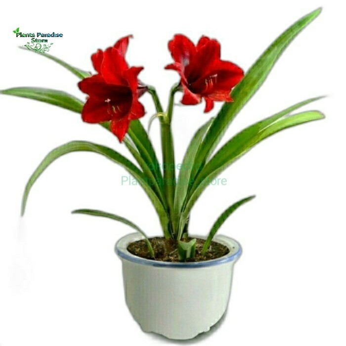 Tanaman hias Bakung amarilis bunga merah |Bunga Bakung Amaryllis merah