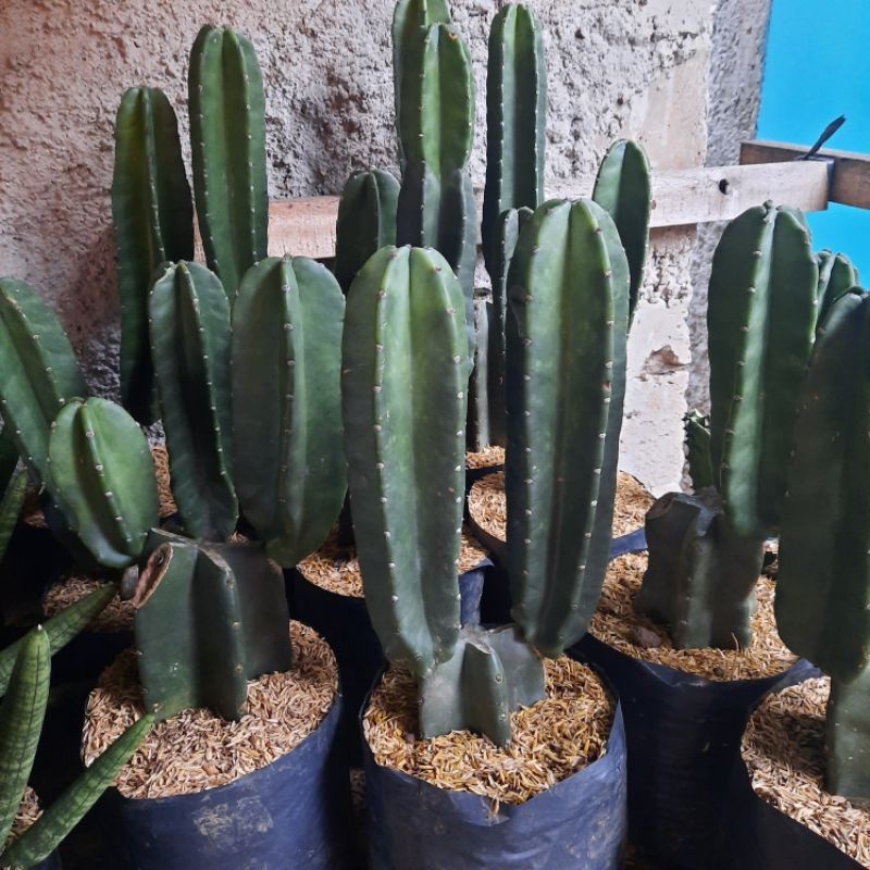 tanaman hias kaktus koboi cabang 2 kaktus koboi bercabang