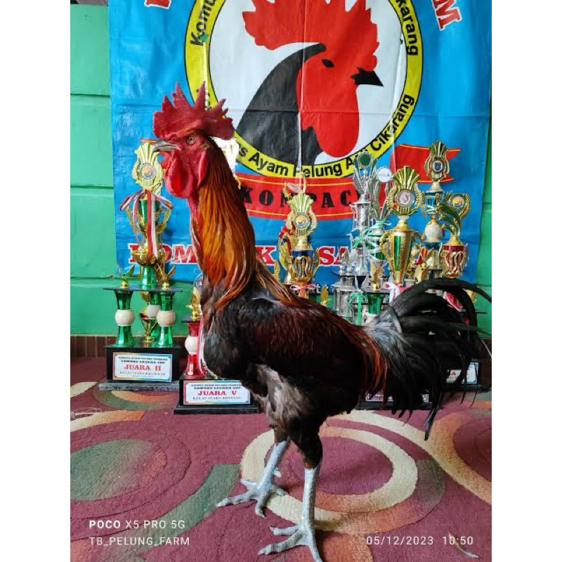 

TELUR FERTIL AYAM PELUNG TRAH JUARA UNTUK DI TETASKAN