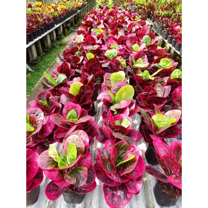 

Produk Tanaman dari 10rb - 70rb 1kg . .
