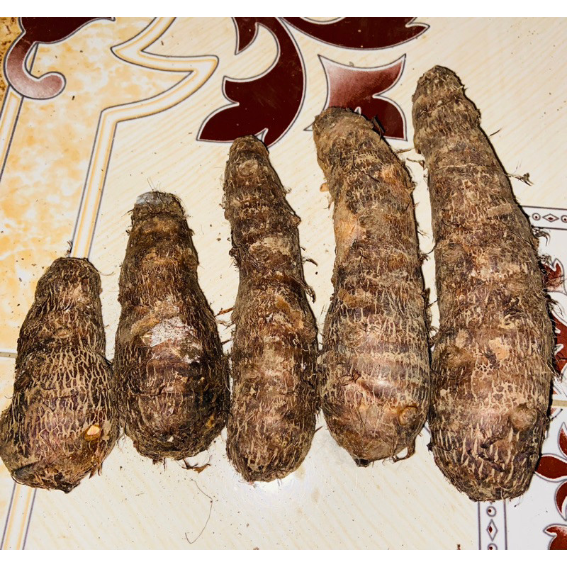 

Umbi talas super pulen pilihan segar 1 kg