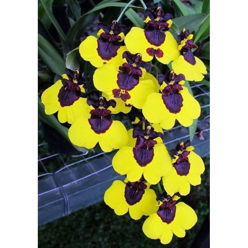 Anggrek Oncidium Dewasa siap berbunga Oncidium yellow duck