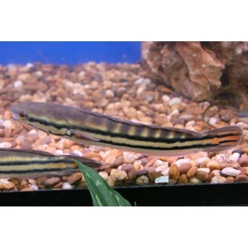 TERLARI PRODUK BES SELLER GREAD hiasan akuarium/Toman 30_42cm