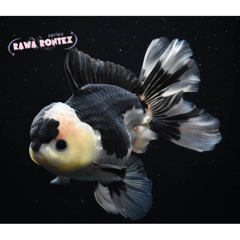 perlengkapan akuarium hias Ikan Koki Oranda Panda 12 cm kualitas bagus untuk aquarium tankmate hiasa
