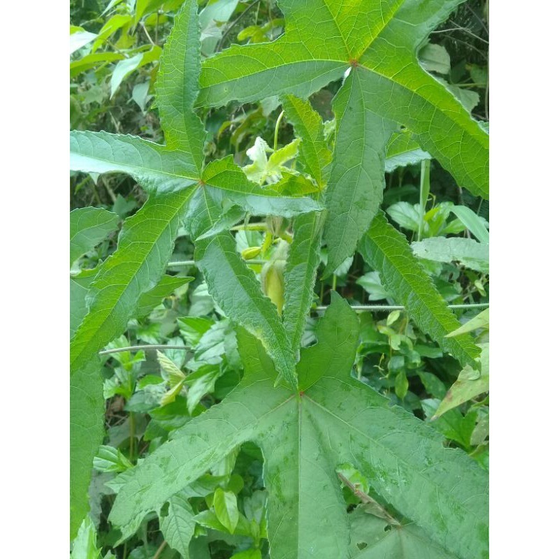 

Daun kaworo atau ki kapas segar 500gram