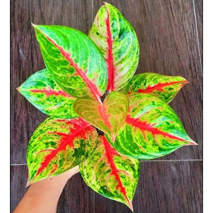 ( GRATIS ONGKIR ) Aglonema Red Ndot Tanaman Hias Bunga Aglaonema Murah Merah BUKAN bonggol bibit - t