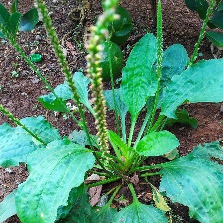 

daun sendok daun kiurat/250gram