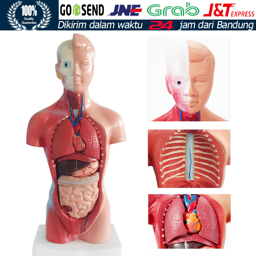 Mainan Rakitan Model Kerangka Manusia Kerangka Manusia Model Alat Peraga Edukatif Torso Anatomi Tubu
