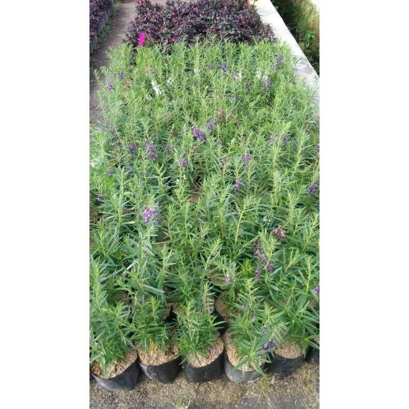 BIBIT BUNGA LAVENDER SIAP TANAM(beli 5 gratis 1)