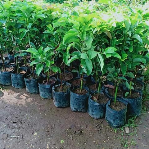 Bibit Buah Alpukat Aligator Okulasi CEPAT BERBUAH bisa TABULAMPOT